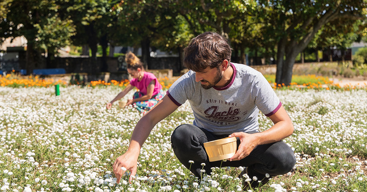 Homme ramassant des fleurs